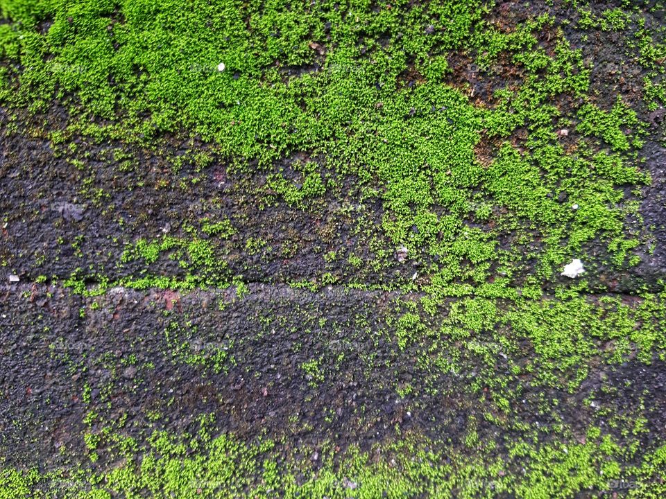 The green moss sticks on the wall