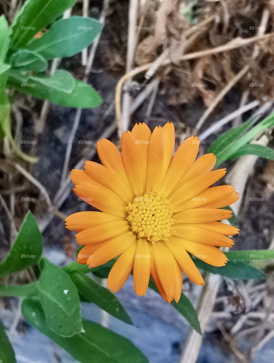 Colourful charming nature 