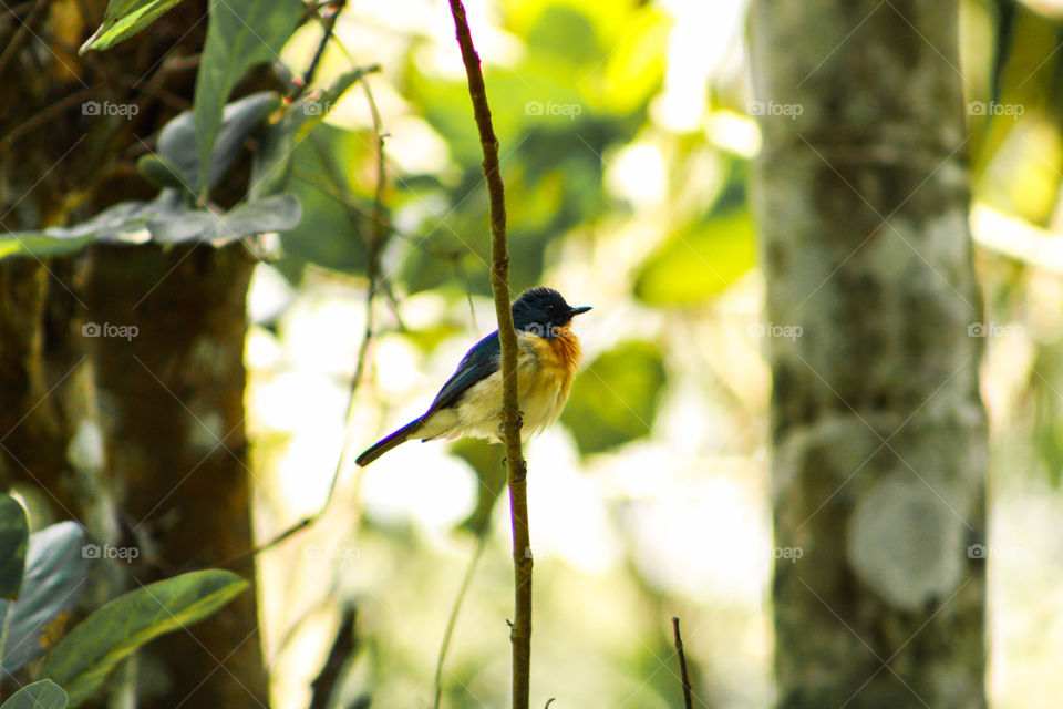 bird with green background