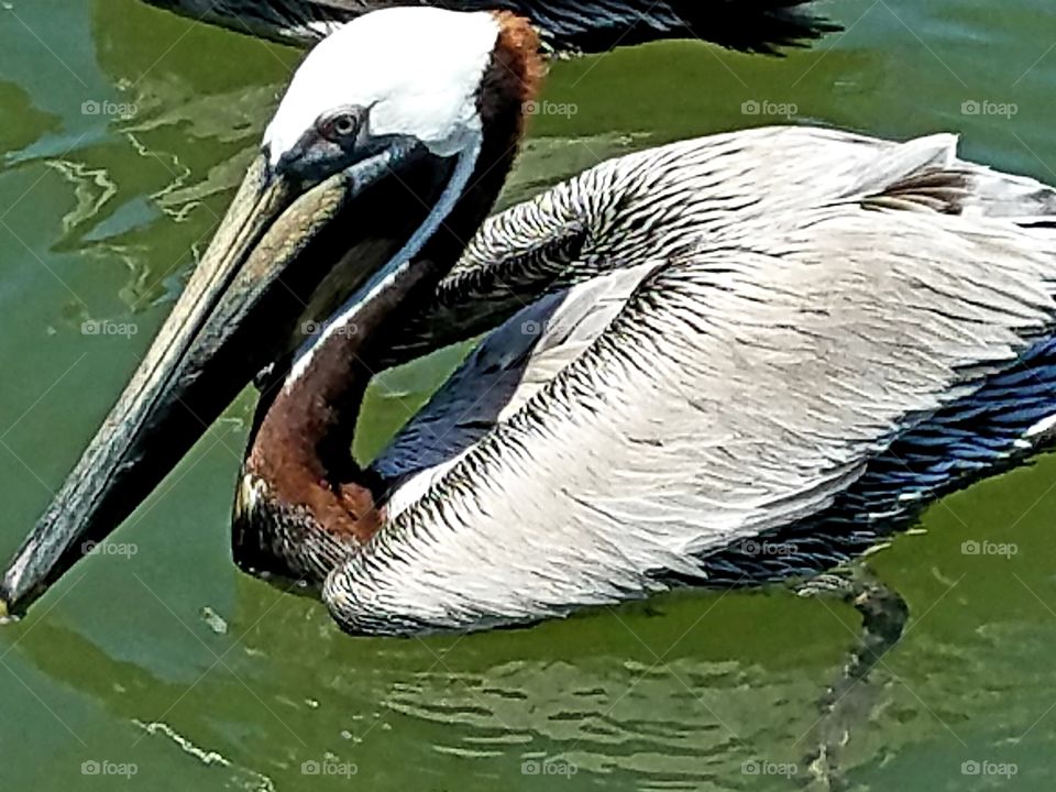 Pelican