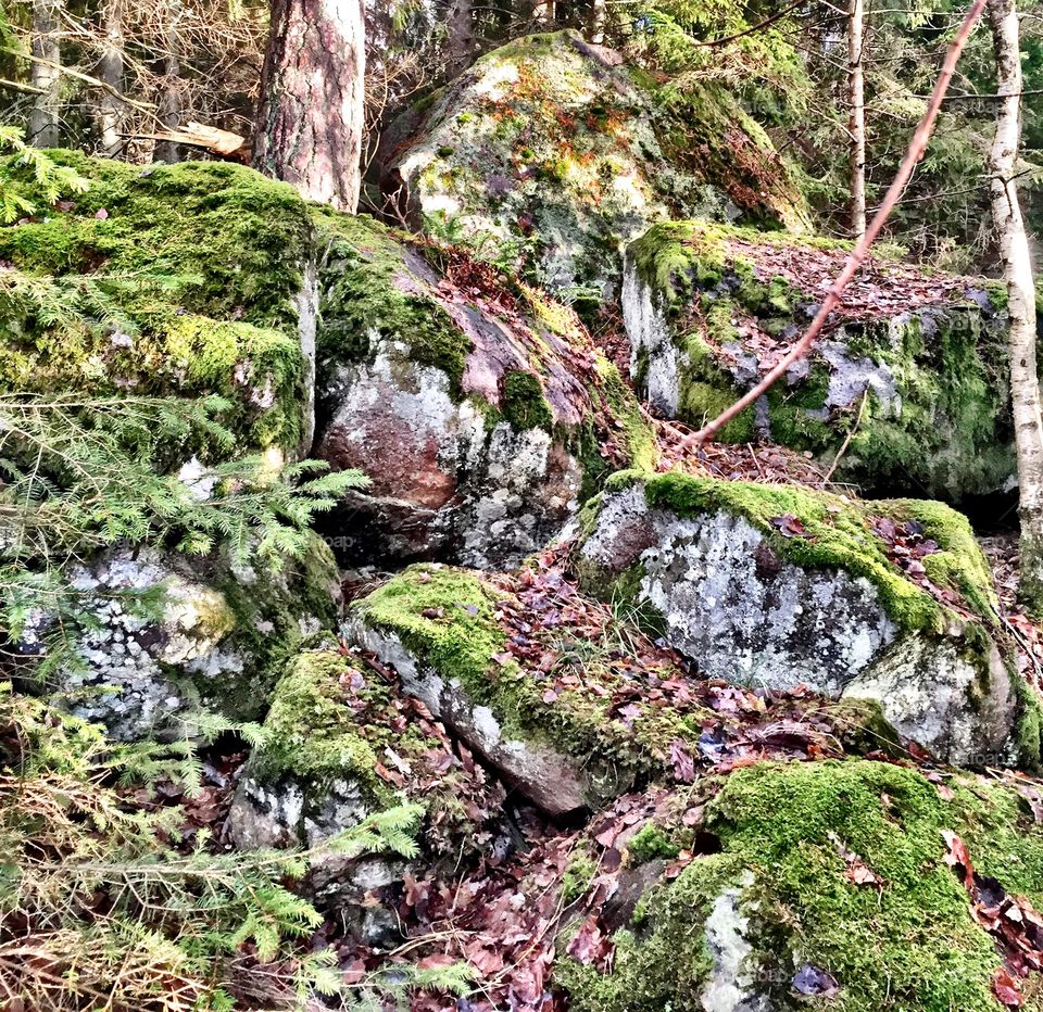 Rock and moss
