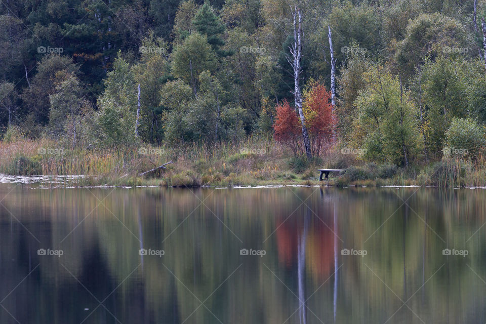 Beautiful colorful forest by the lake in early autumn 