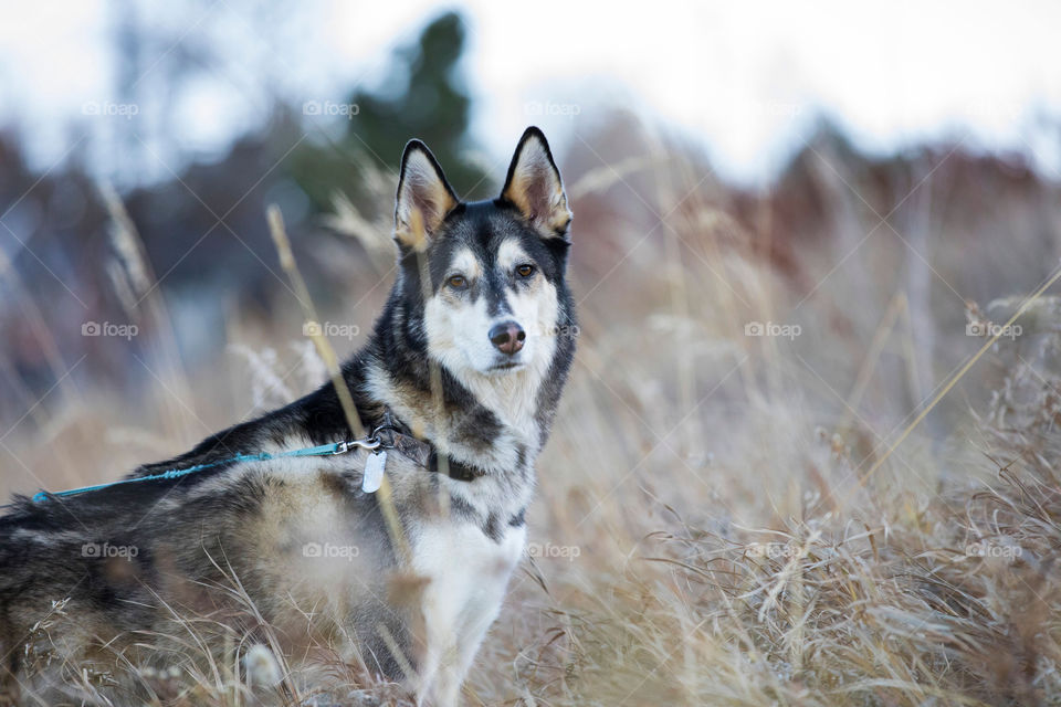 Husky