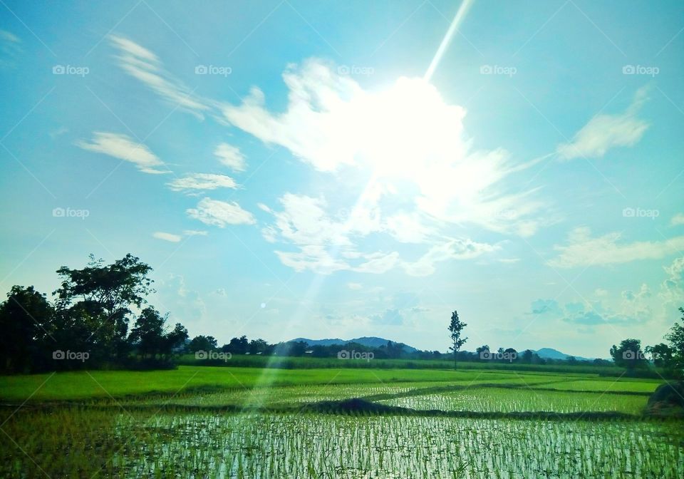 field rice ,sky , sun light,sn
un