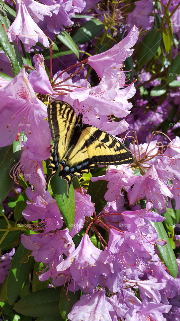 monarch butterfly