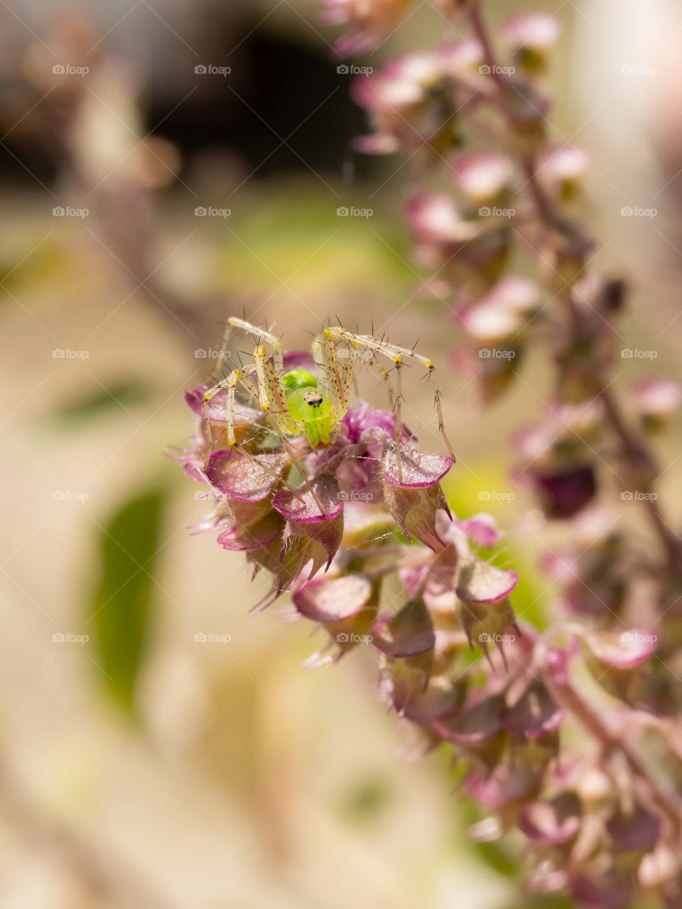 Arachnida