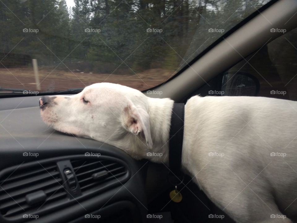 Looking Where We're Going