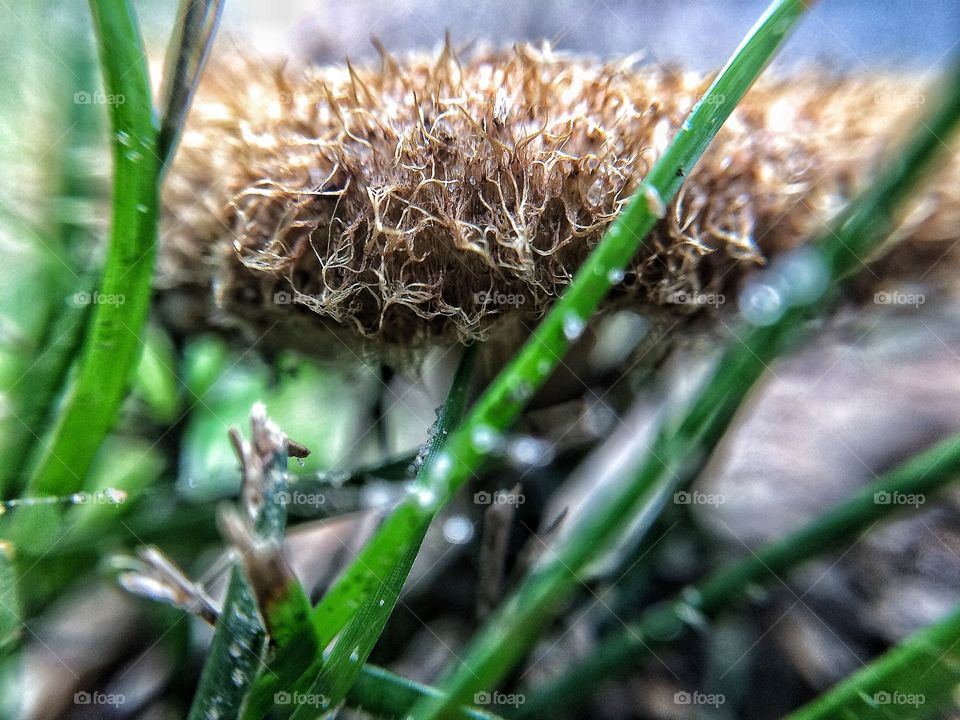 Mushroom | Photo with iPhone 5S + Macro lens.