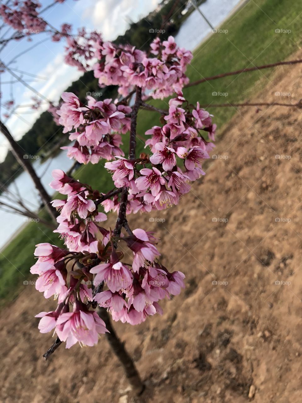 Cherry Blossom in Vietnam 