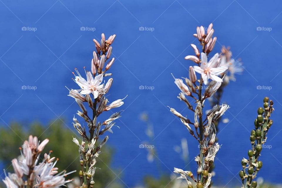 portrait of a plant