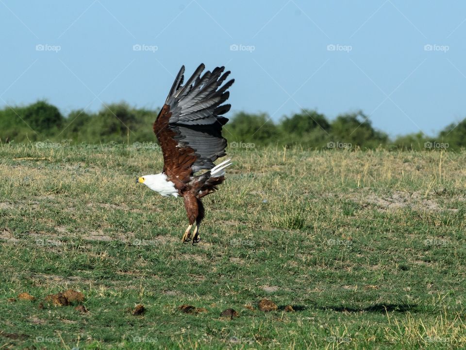 Fish Eagle take off

