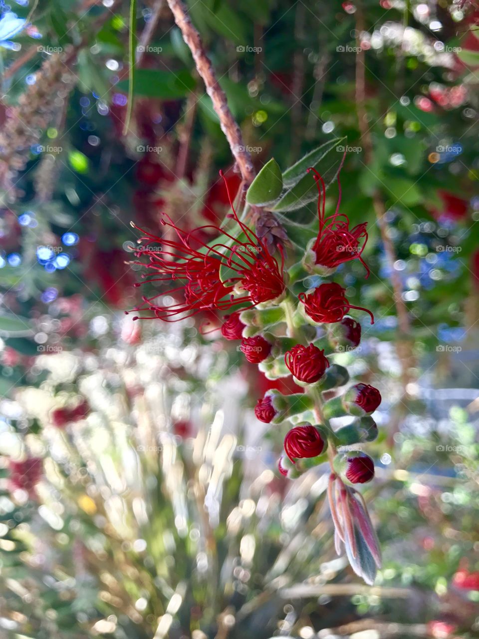 Bottle Brushes Flowers 