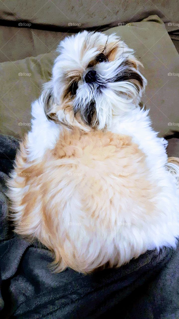 Cachorrinha dengosa, amorosa que tem o nome de amora.