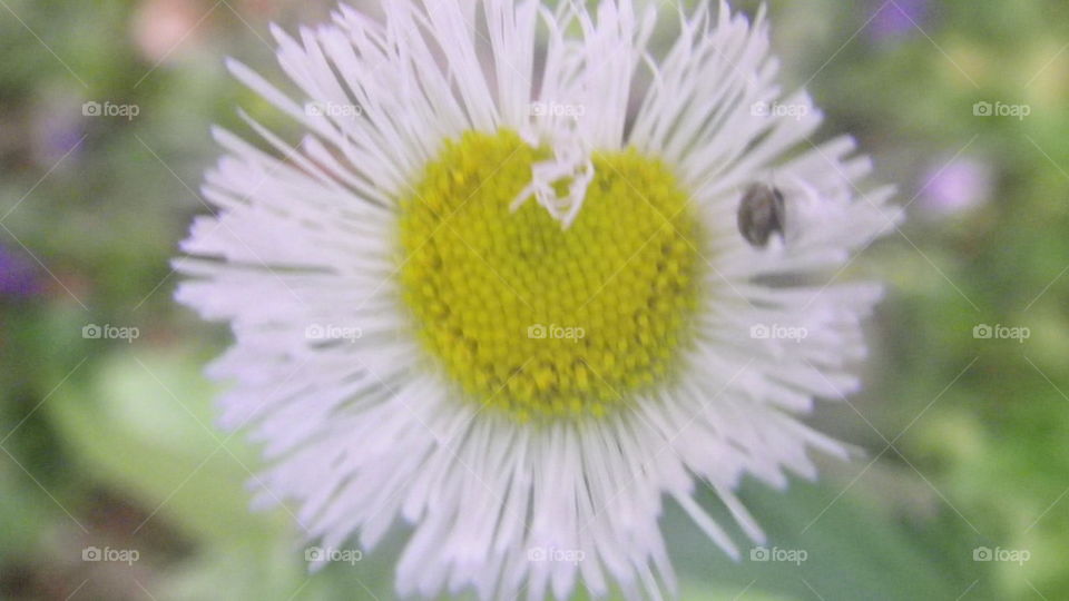 Daisy Heart