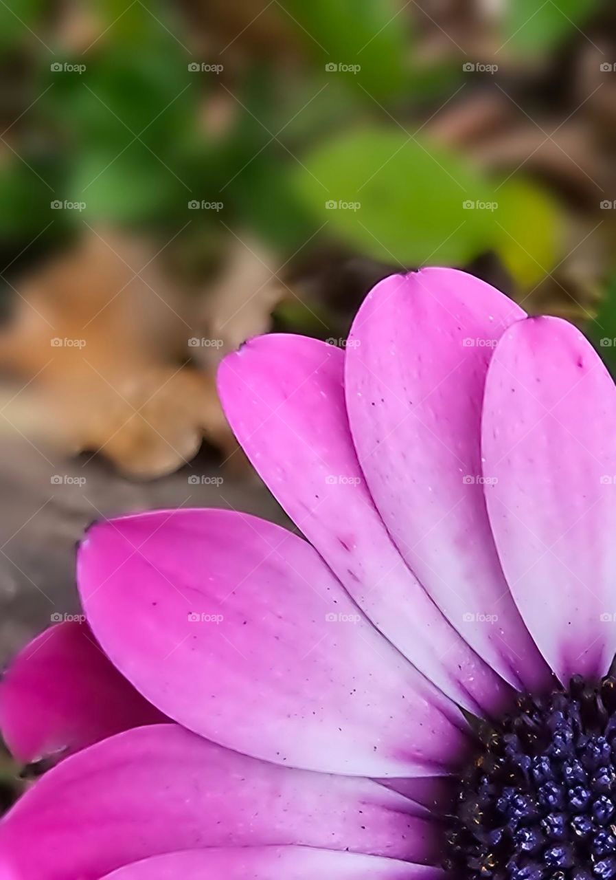 "Purple petals." A Cape Marguerite seen close-up showing off its petals and center. The flower is placed on the lower corner of the frame. 4 make the collection.