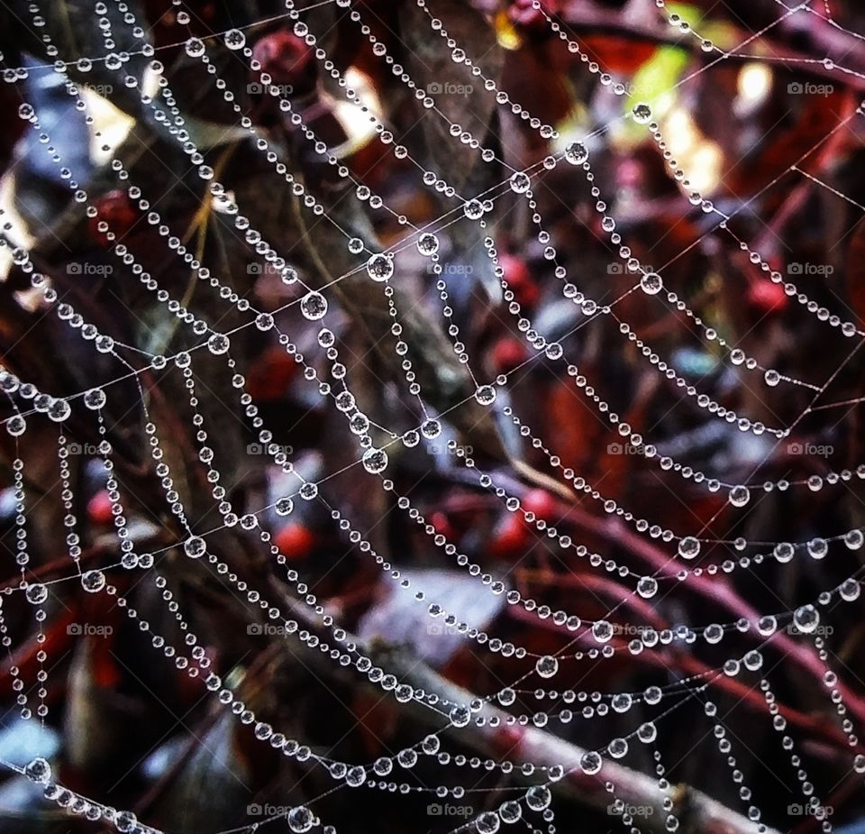 Raindrops on a spiderweb