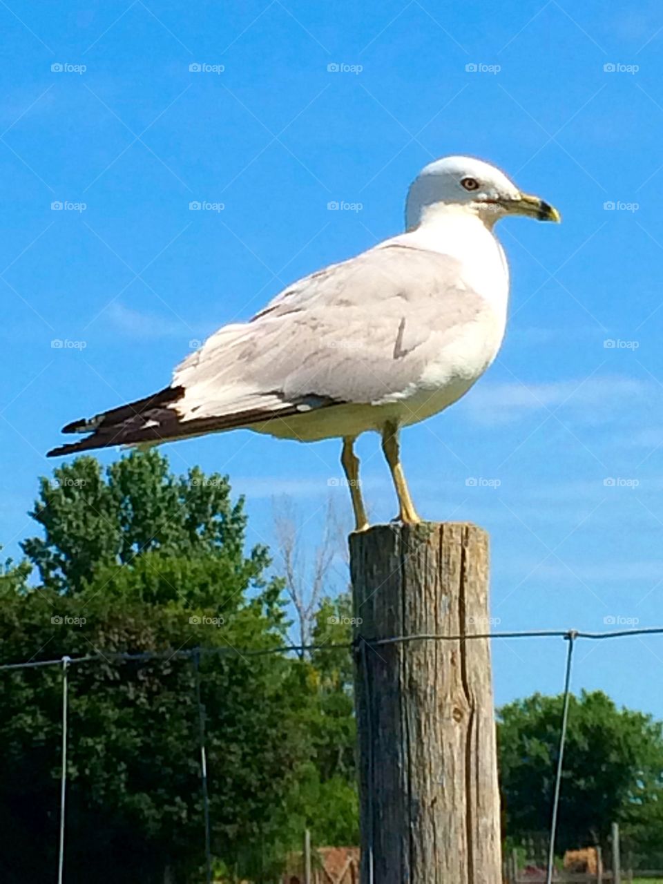 Seagull perch 