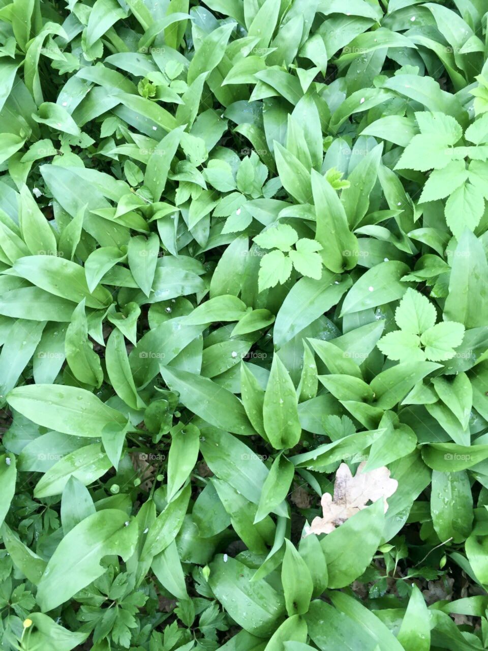 Wild garlic 