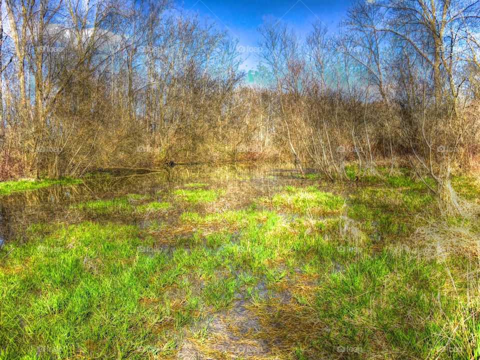 Beautiful spring in the woods