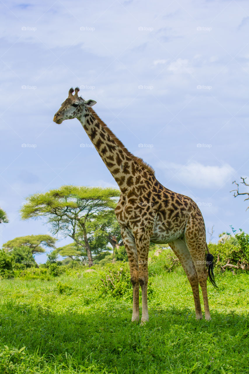Head of a giraffe in tanzania