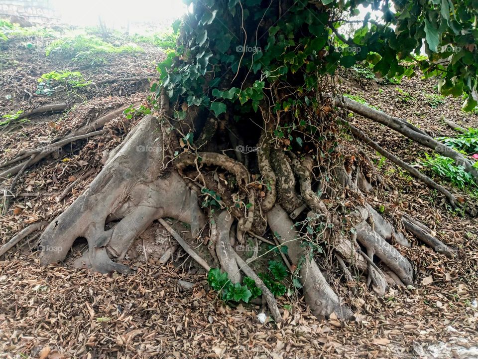 Roots of a tree