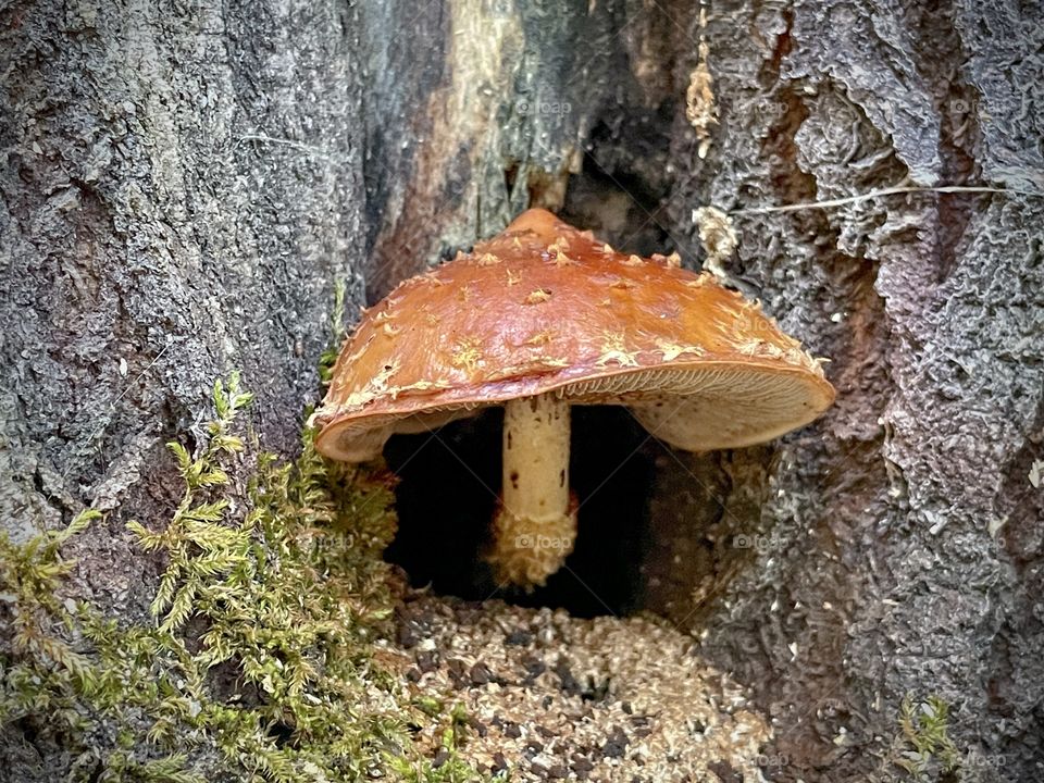 Mushroom 