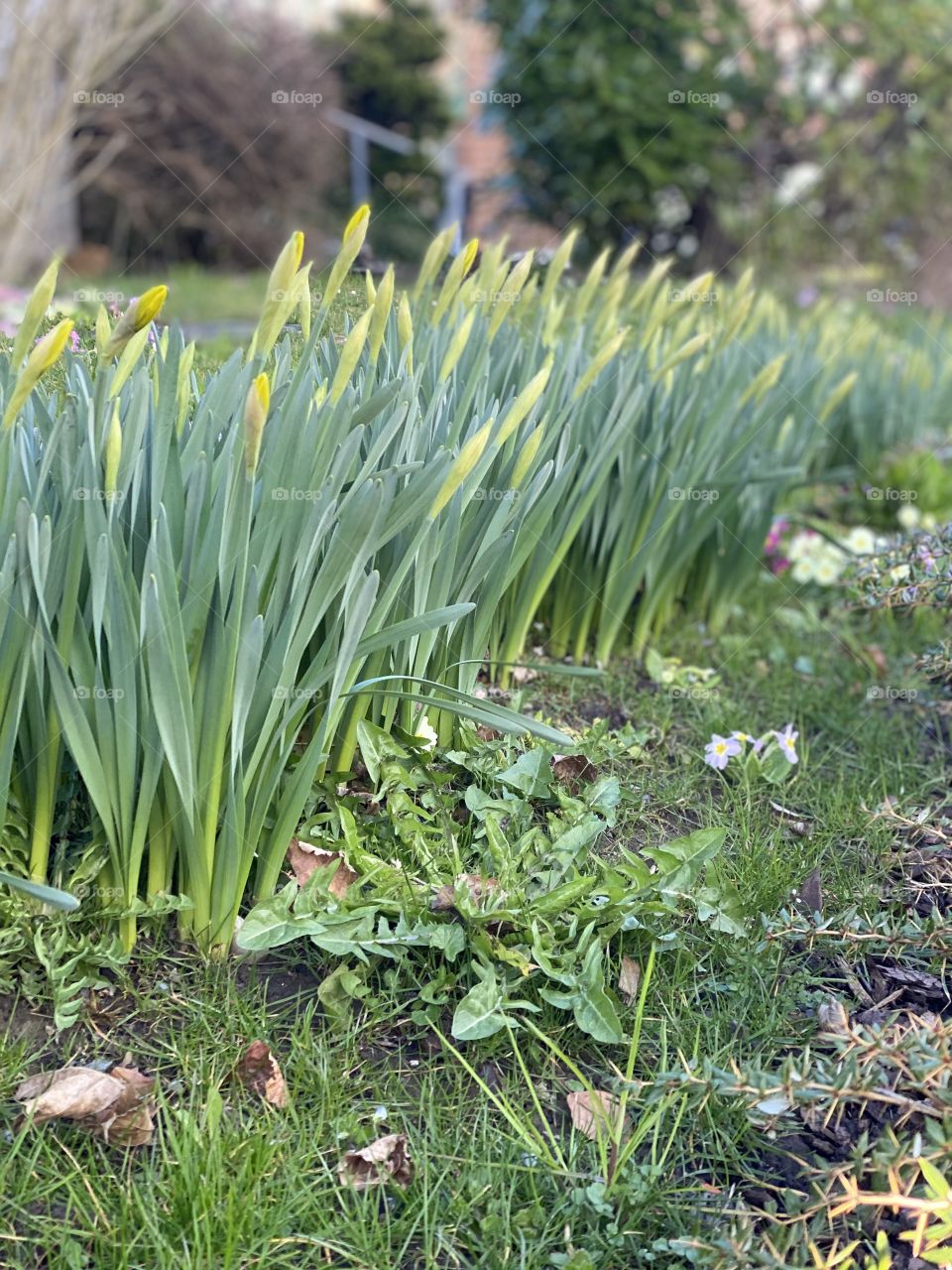daffodils will bloom soon