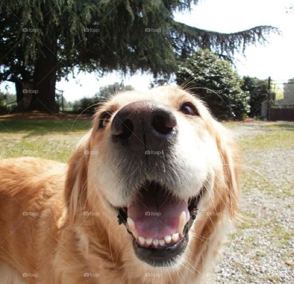Portrait of dog in outdoor