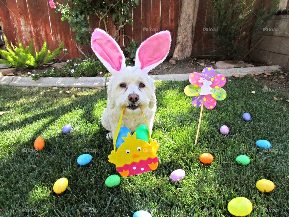 Easter Puppy