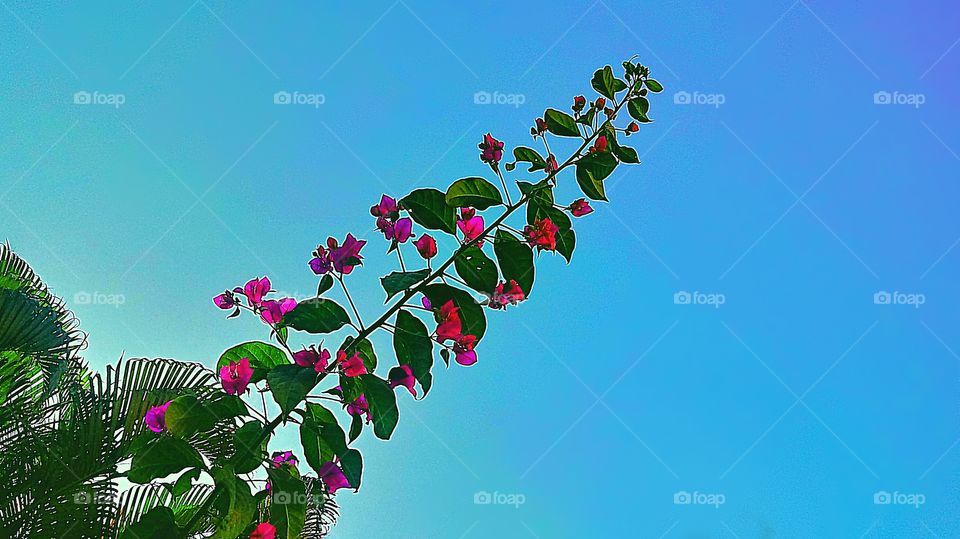 CÉU AZUL RAMO FLORIDO