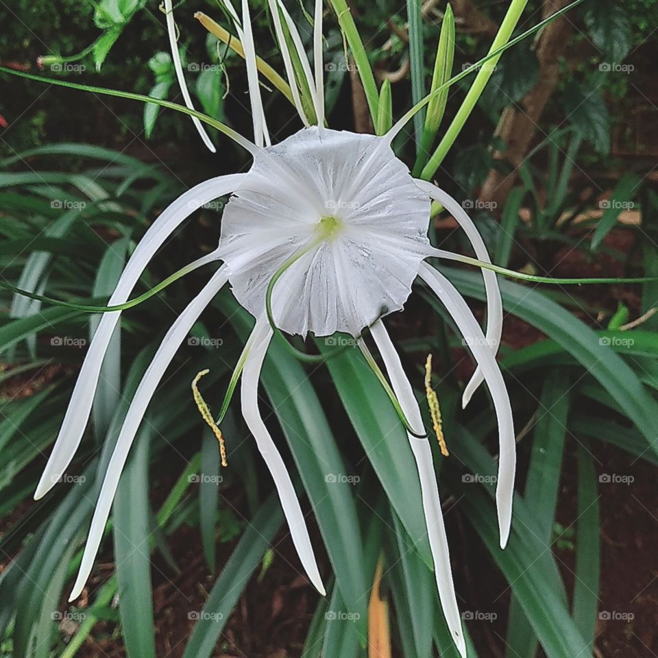 White amaryllis flower