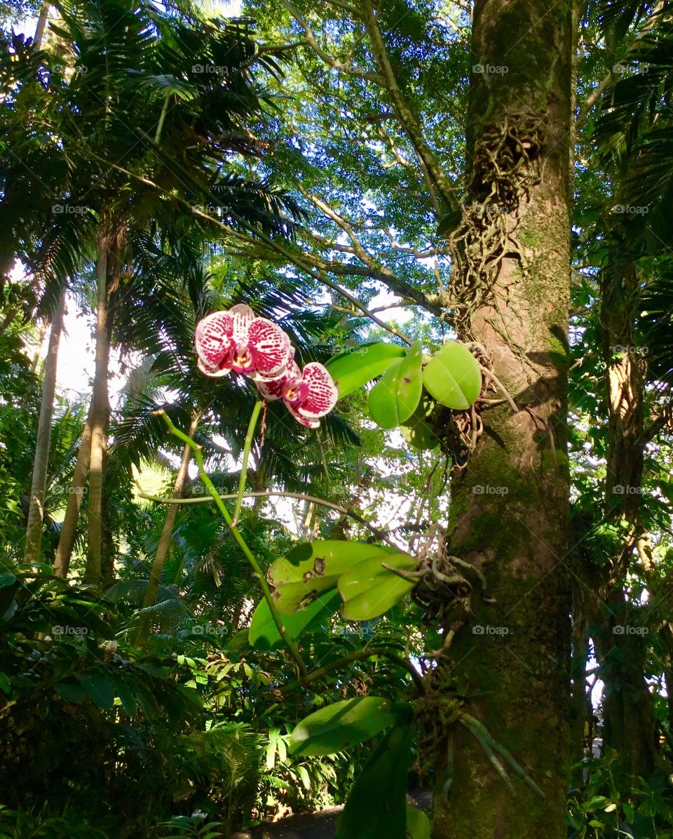 Orchids at Hawaii Tropical Botanical Garden