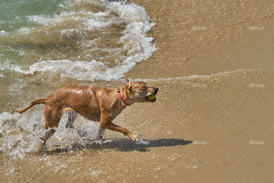 Dog with ball running out of water