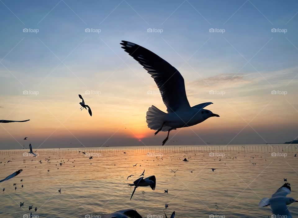 swallow sea bird ocean