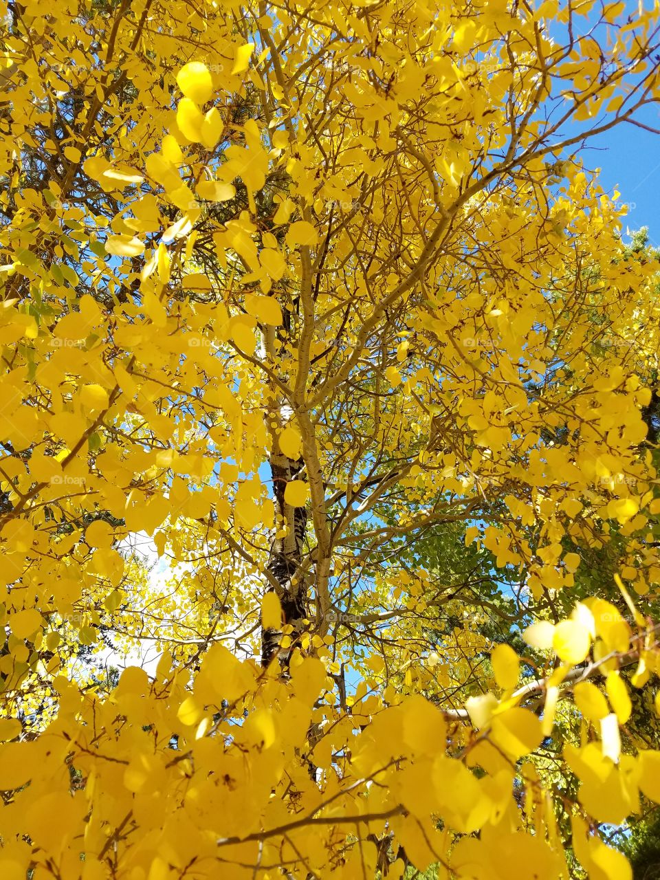 Leaf, Tree, Branch, Gold, Nature