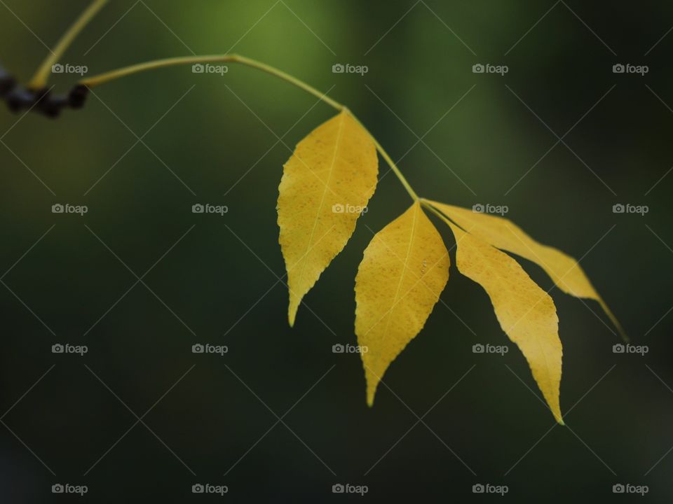 Yellow leaves 