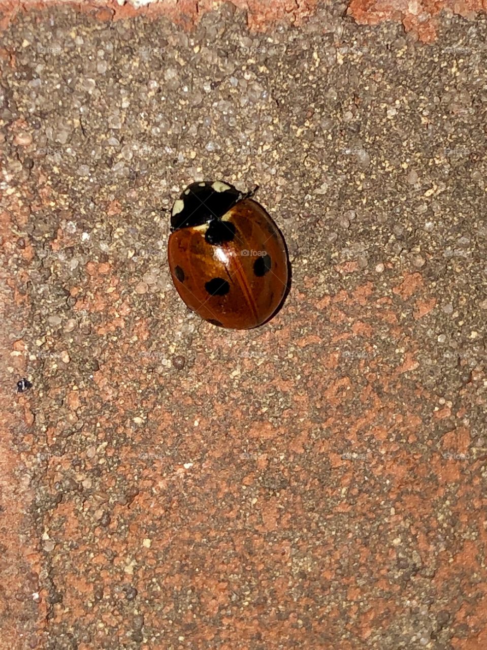Lucky Ladybug
