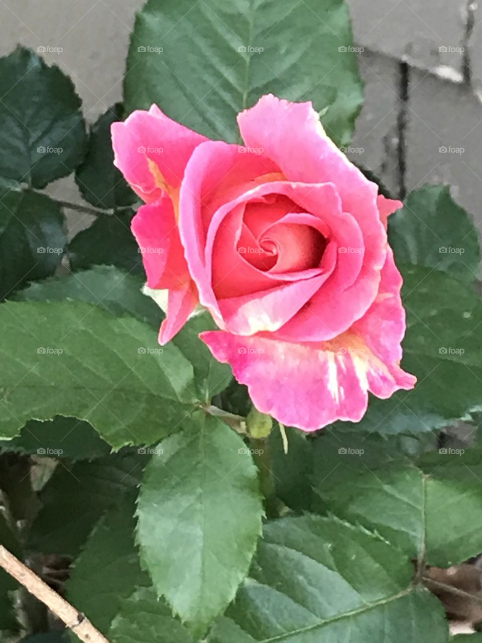 A beautiful pink rose bud