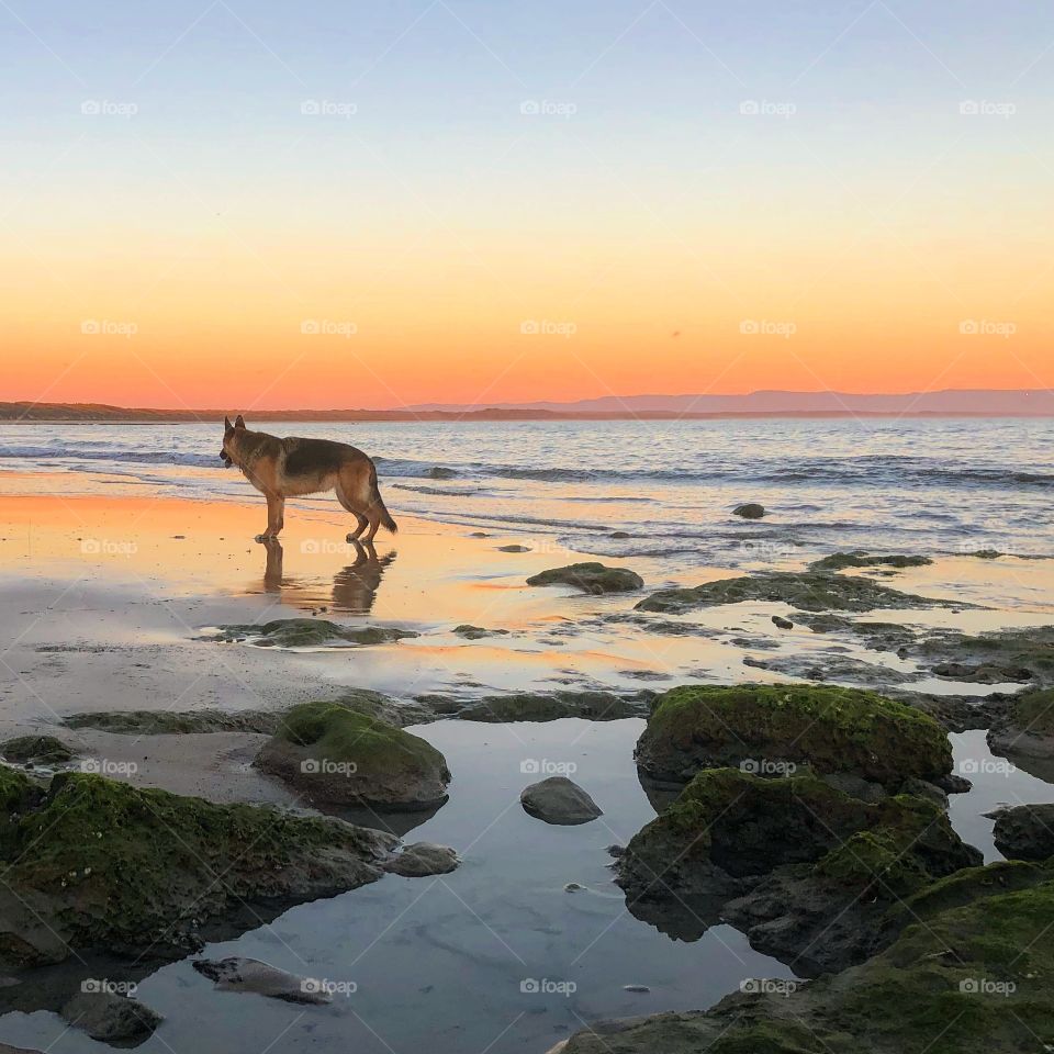 German Shepherd at Currarong Beach at Sunset 