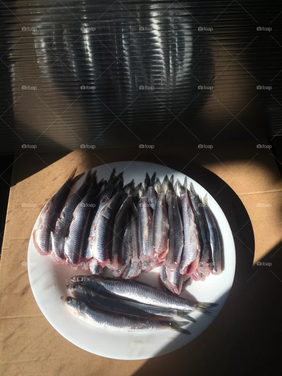 anchovies fish