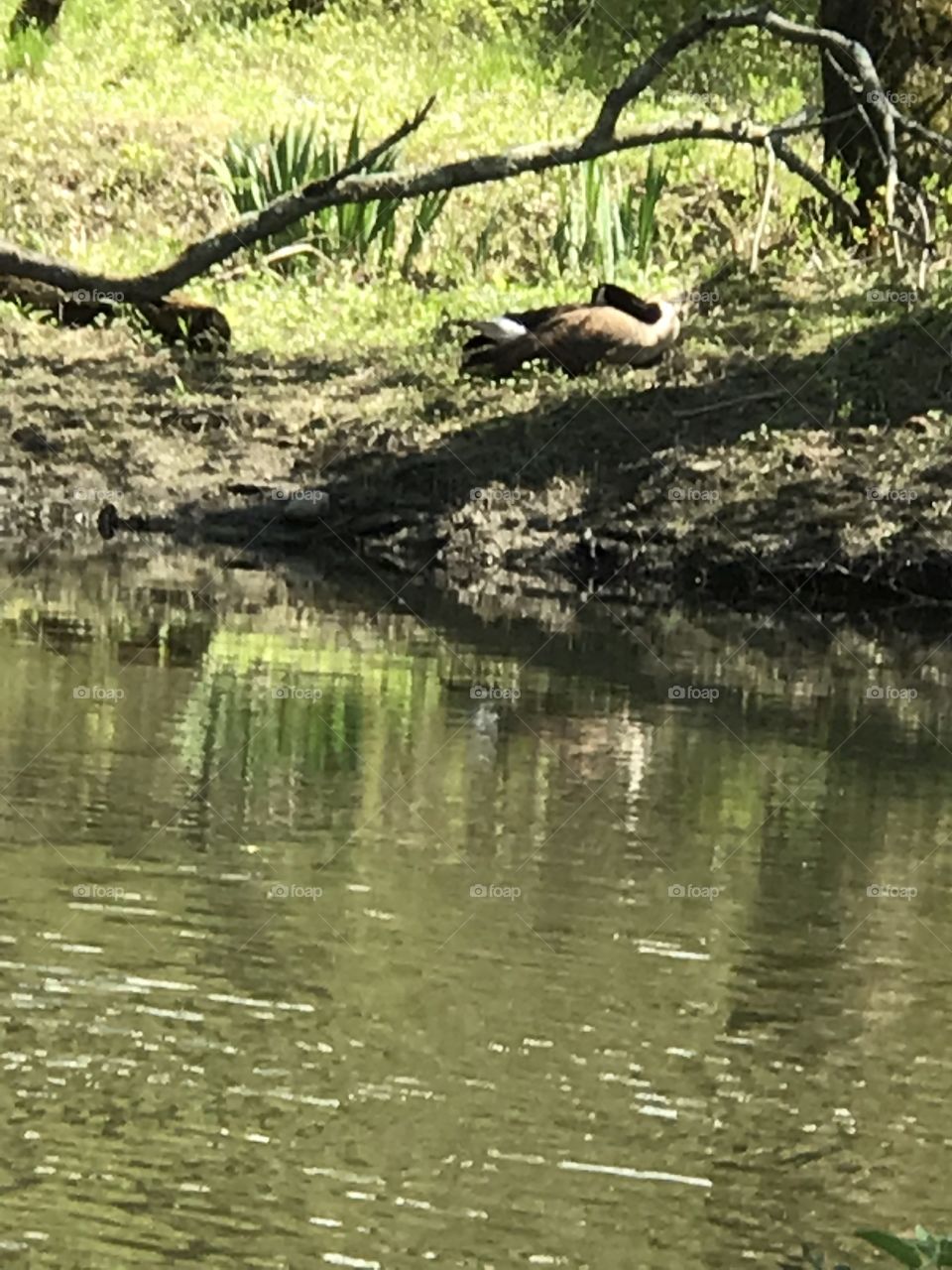 Sleeping by the river 