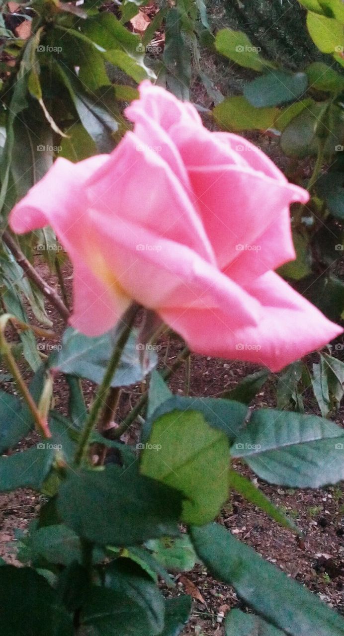 Rose in Daylight