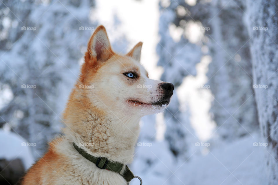 Husky dog in cold weather
