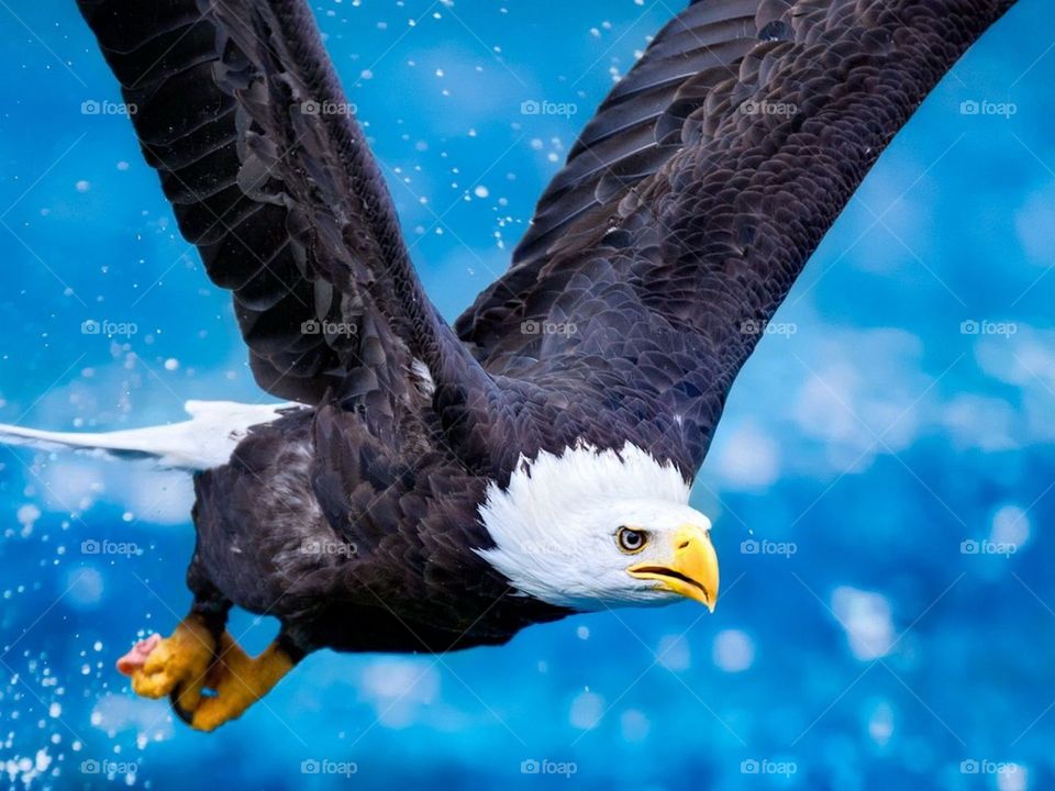 black and white egle