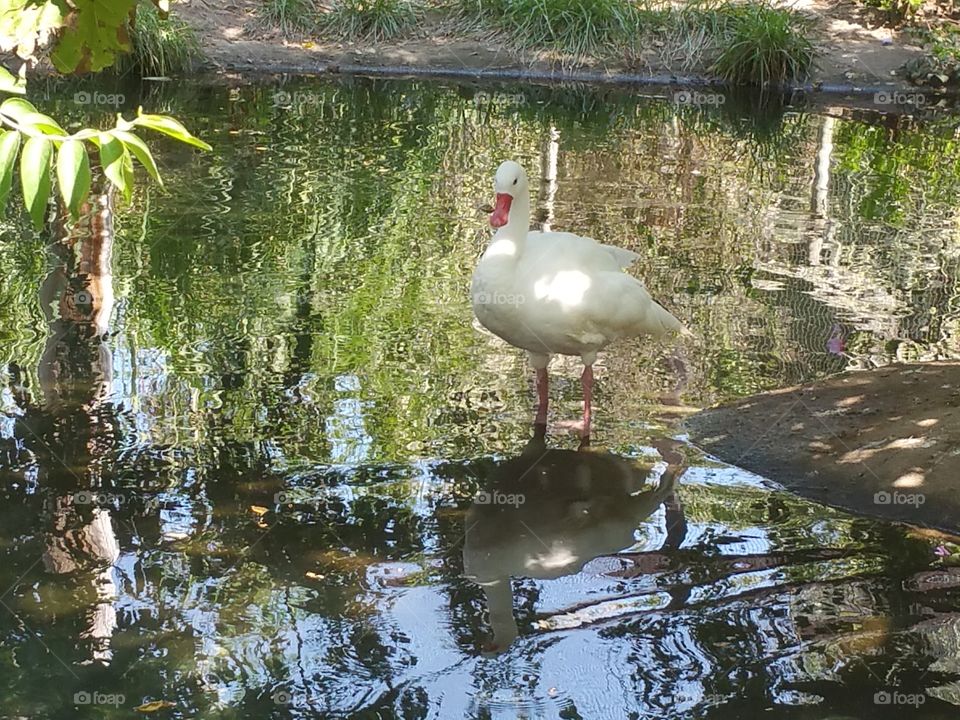 White Bird Wading. A day at the Zoo