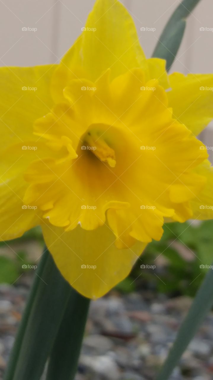 close up flowers