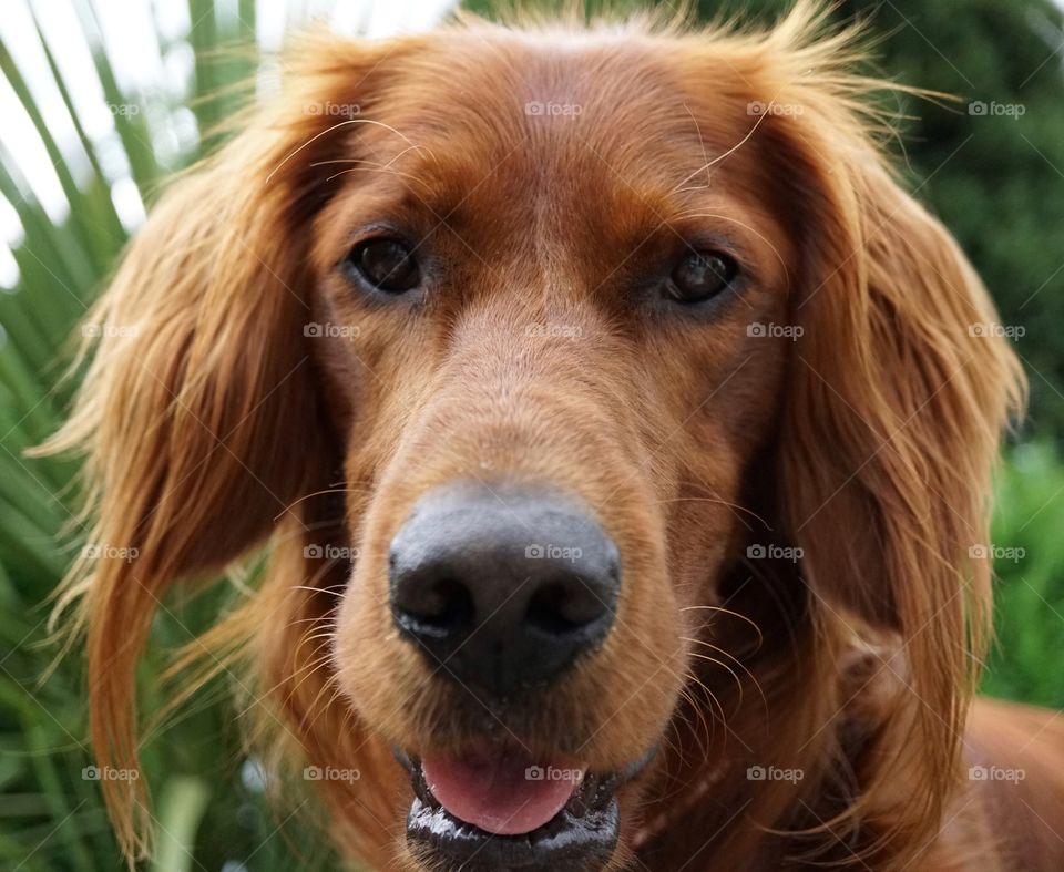 Quinn .. Inquisitive Red Setter looking at the camera 