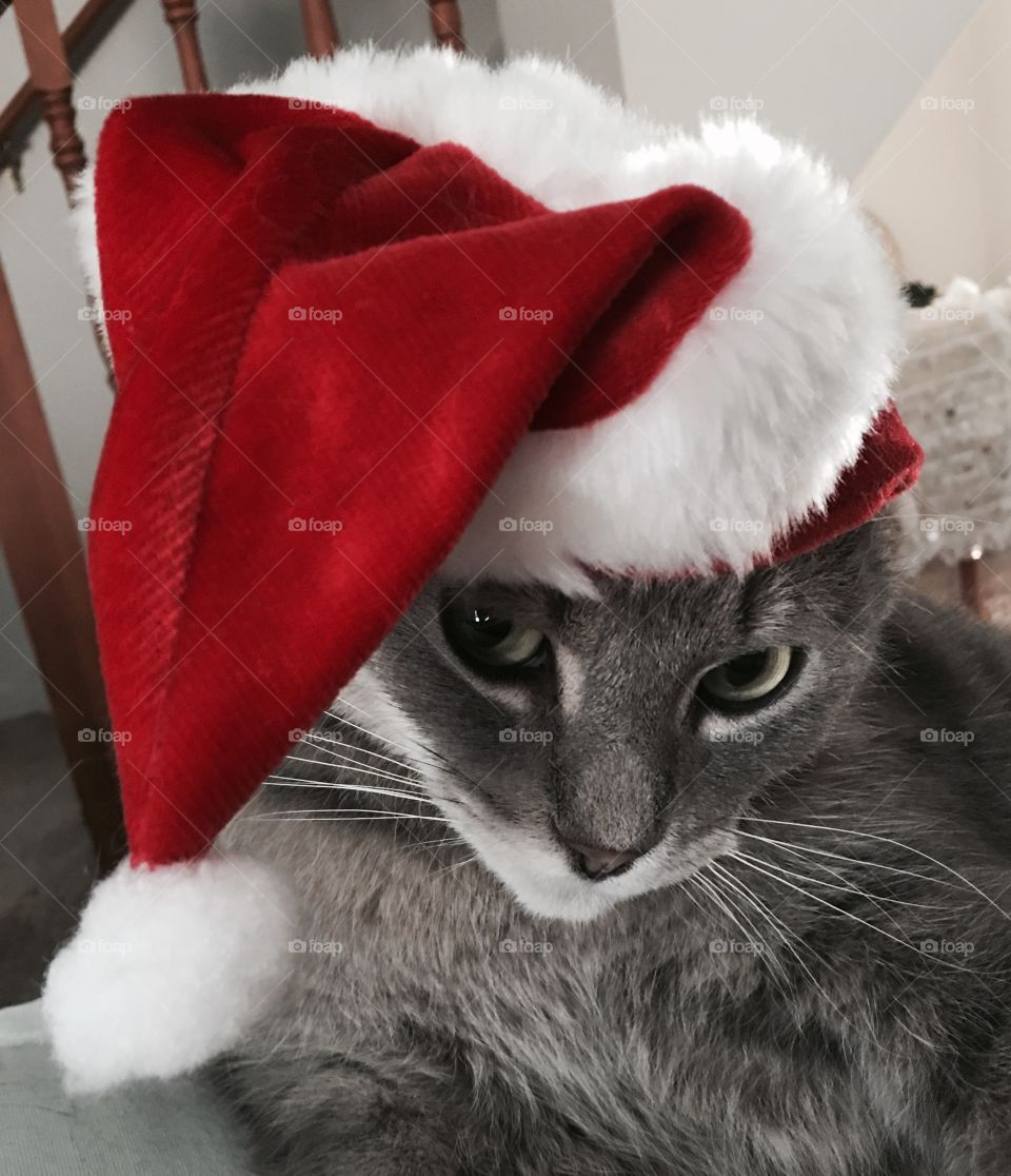 Sexy cat saying Merry Christmas in his Santa hat