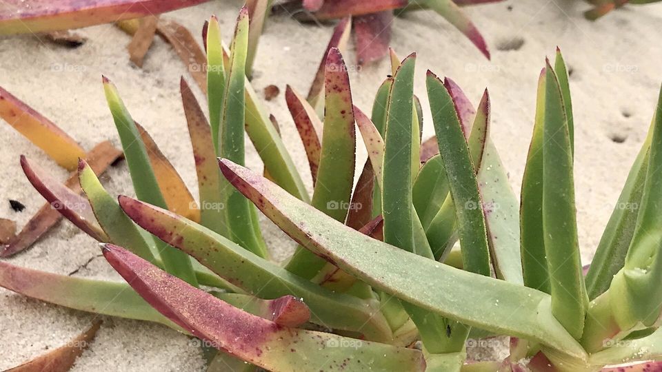Beach Plants, Nature, Algae 