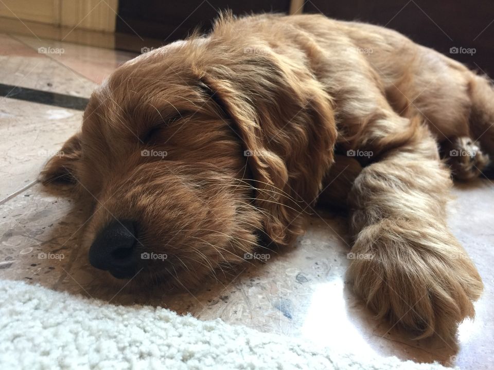 Sleeping golden doodle puppy keeping cool